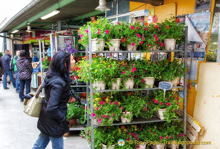 Plenty of pot plants for sale